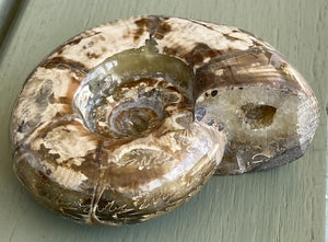 Whole Opalized Sutured Ammonite