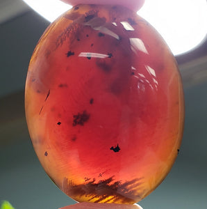 Amber Palm