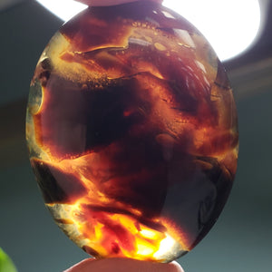 Amber Palm