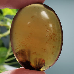 Amber Palm