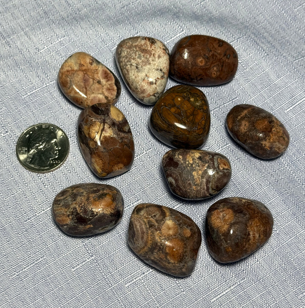 Bird's Eye Rhyolite Tumbled