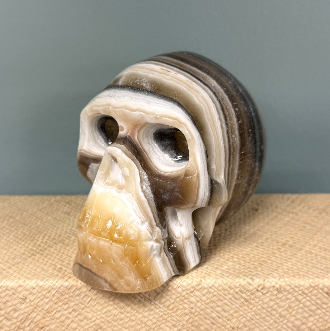 Zebra Onyx Skull