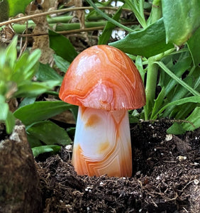 Banded Carnelian Mushroom