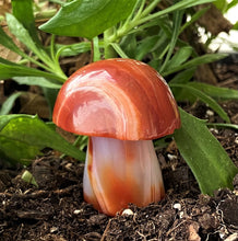 Load image into Gallery viewer, Banded Carnelian Mushroom
