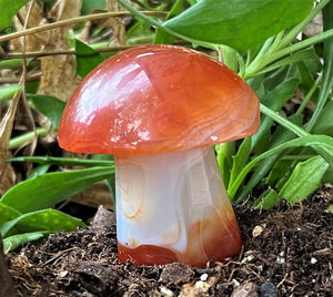 Banded Carnelian Mushroom