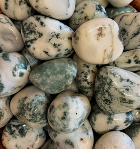 Tree Agate Tumbled