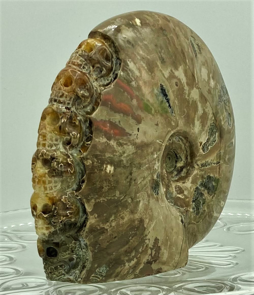 Carved Iridescent Ammonite
