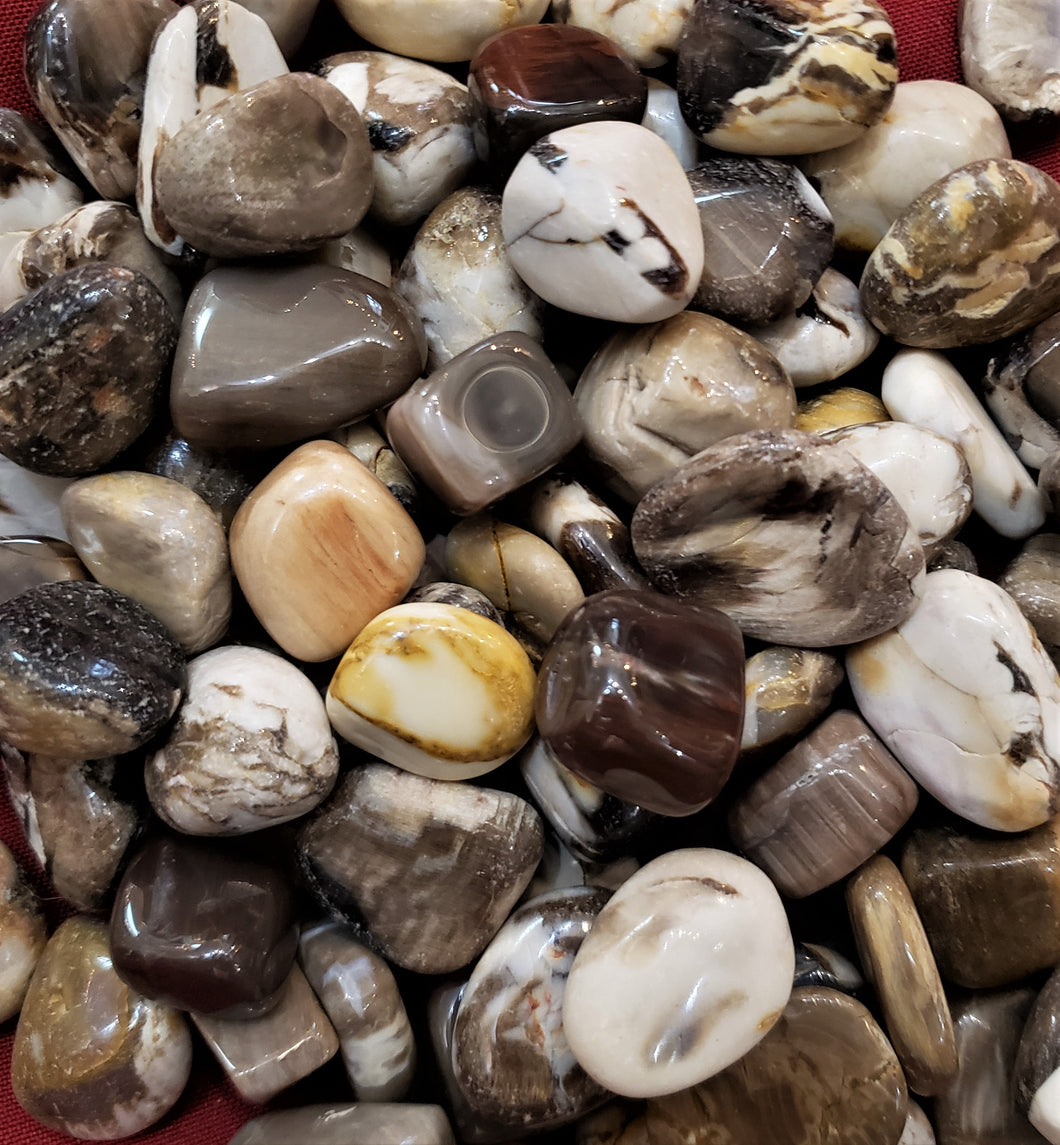 Petrified Wood Tumbled