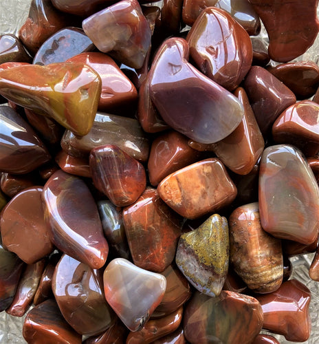 Petrified Wood